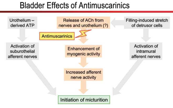 Fig 4. By inhibiting the effects of acetylcholine, generated from non-nervous sources (urothelium) or leaking from cholinergic nerves during the filling phase, antimuscarinics may inhibit detrusor overactivity and urgency (By permission of the 3rd International Consultation on Incontinence, Monaco; Health Publication 2005)